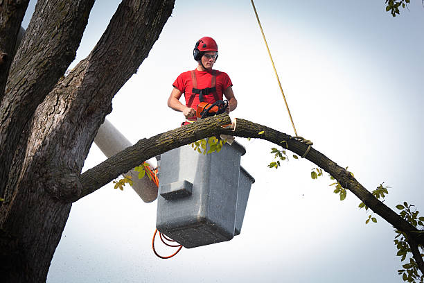 Trusted Chelsea, OK Tree Services Experts